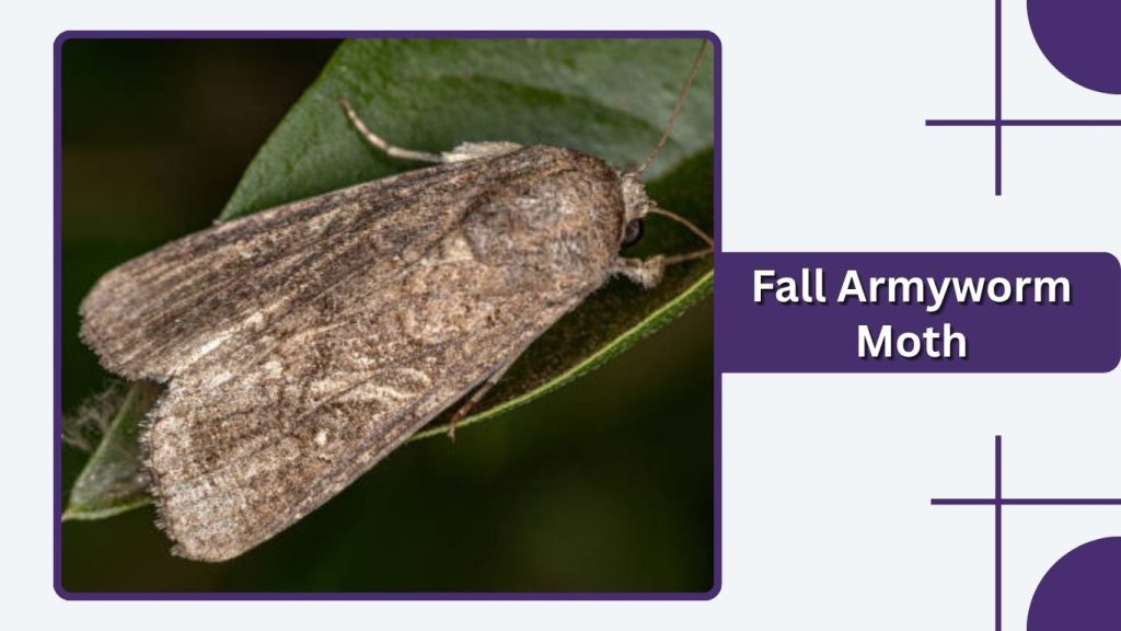 Fall Armyworm Moth