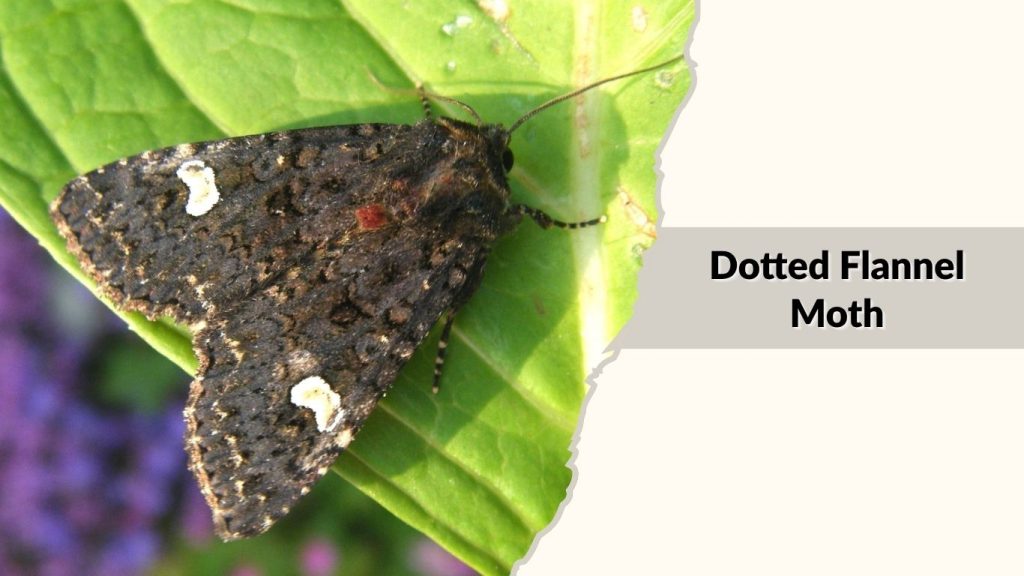 Dotted Flannel Moth