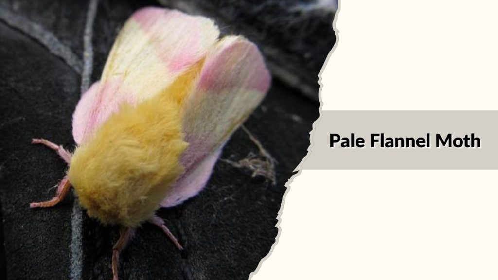 Pale Flannel Moth