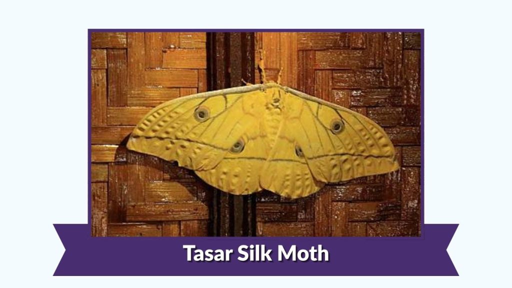 Tasar Silk Moth