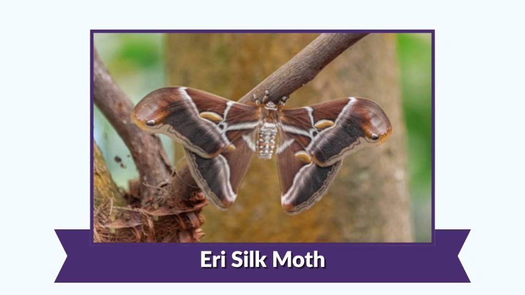 Eri Silk Moth