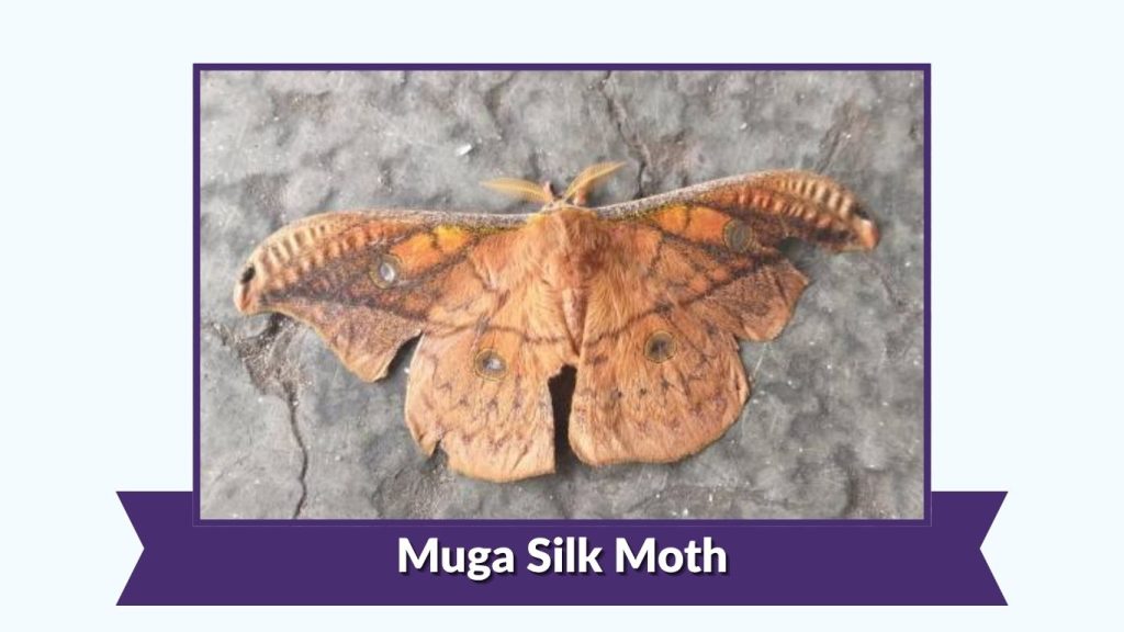 Muga Silk Moth