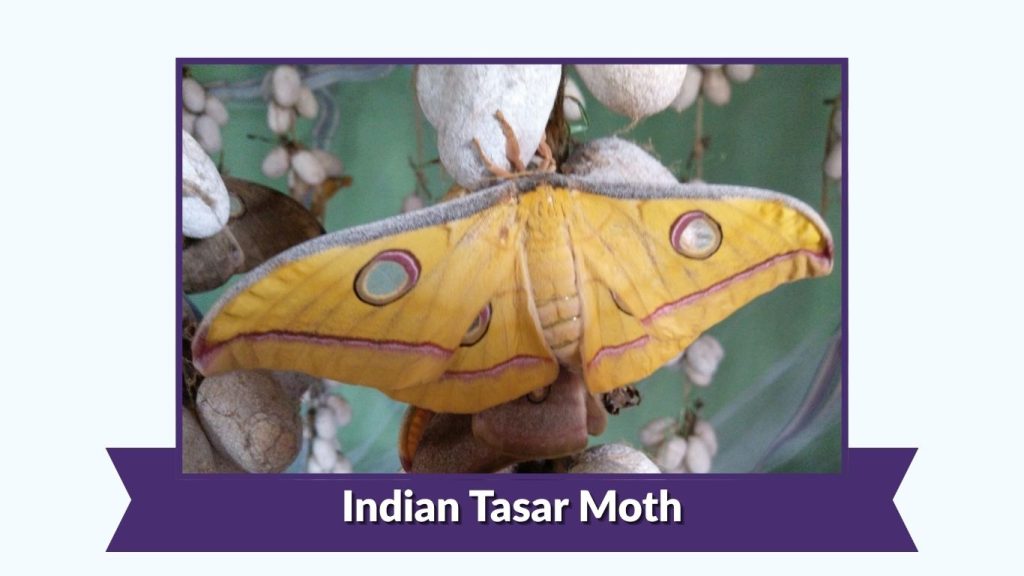 Indian Tasar Moth