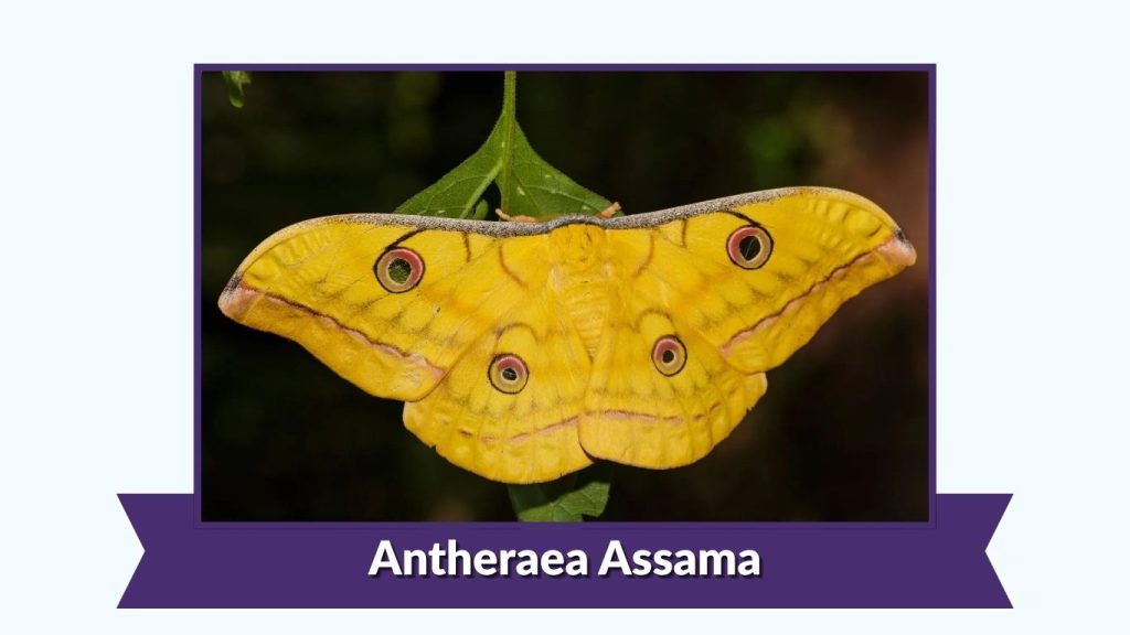 Antheraea Assama