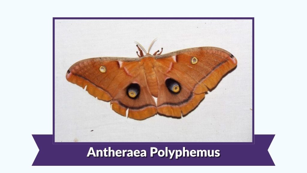 Antheraea Polyphemus