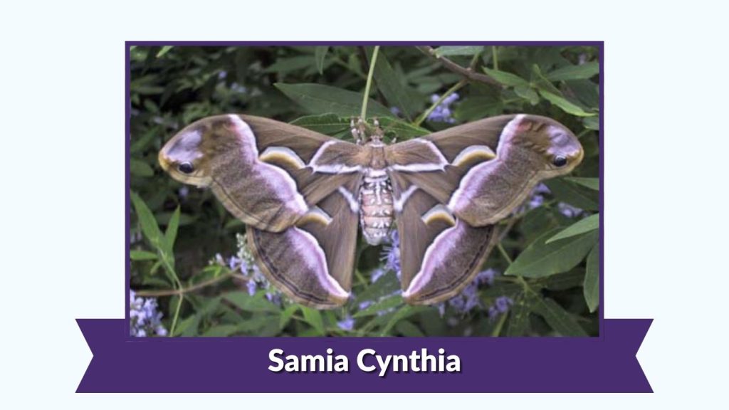 Samia Cynthia