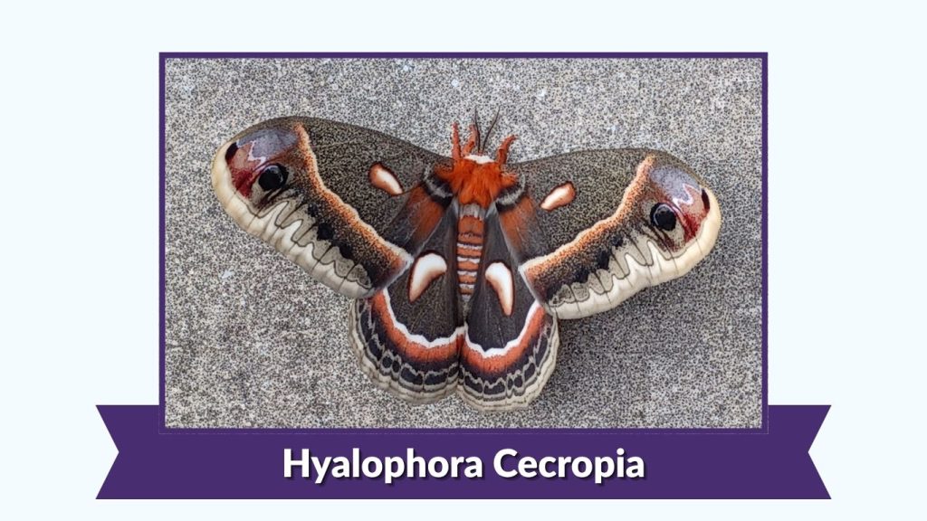Hyalophora Cecropia