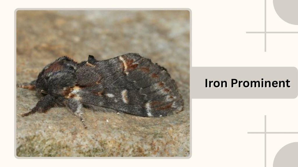 Iron Prominent