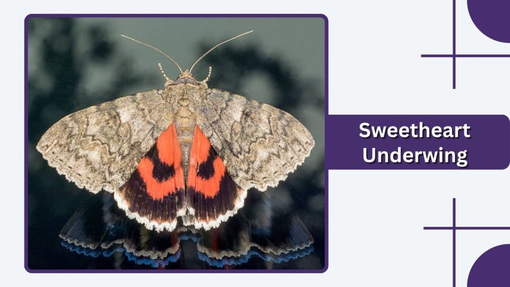Sweetheart Underwing