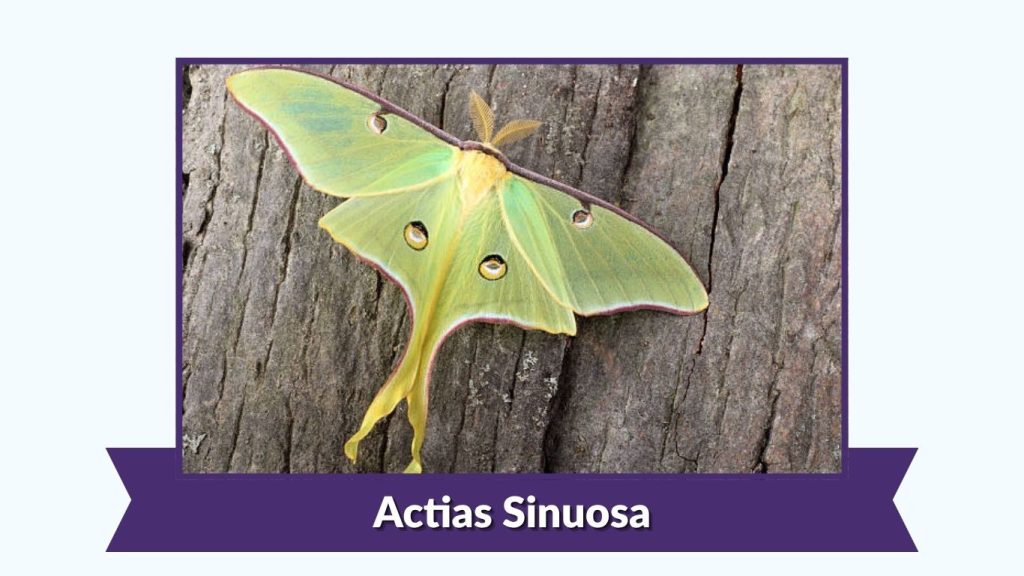 Actias Sinuosa