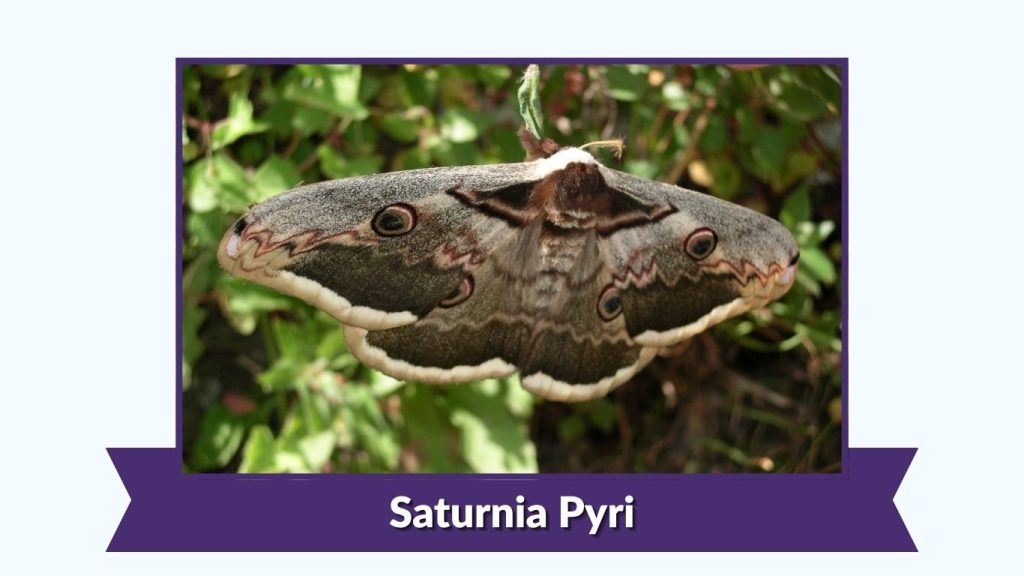 Saturnia Pyri
