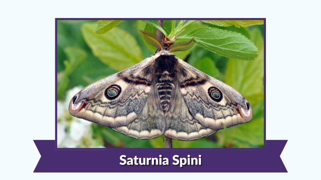 Saturnia Spini