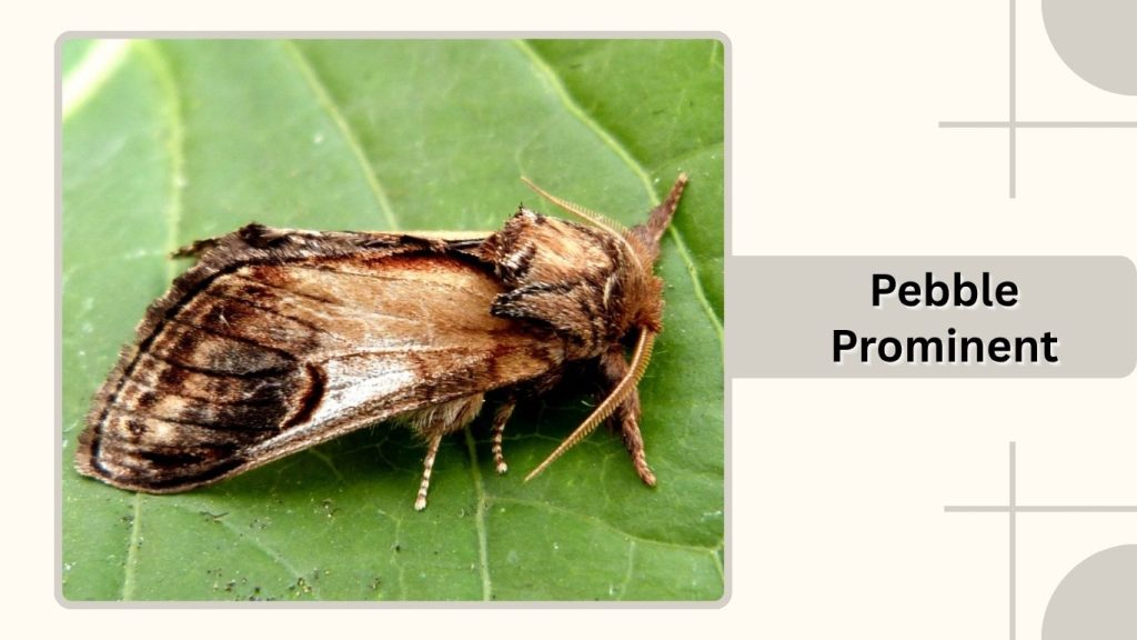 Pebble Prominent