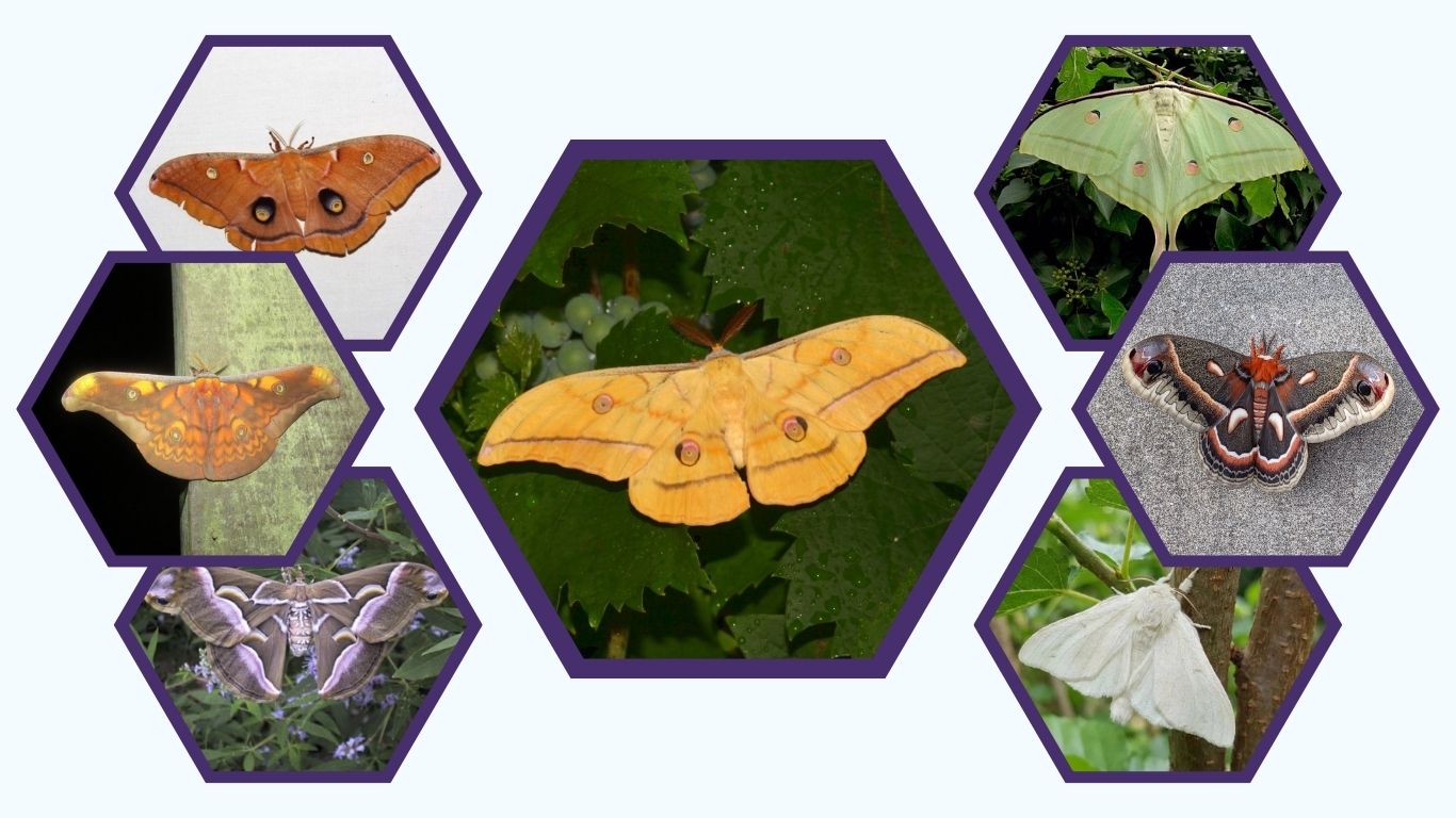 30 Types of Silk Moths: Names, Identification and Habits