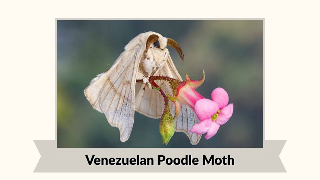Venezuelan Poodle Moth