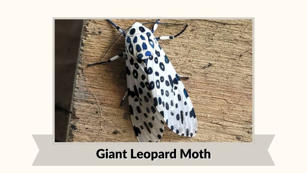 Giant Leopard Moth