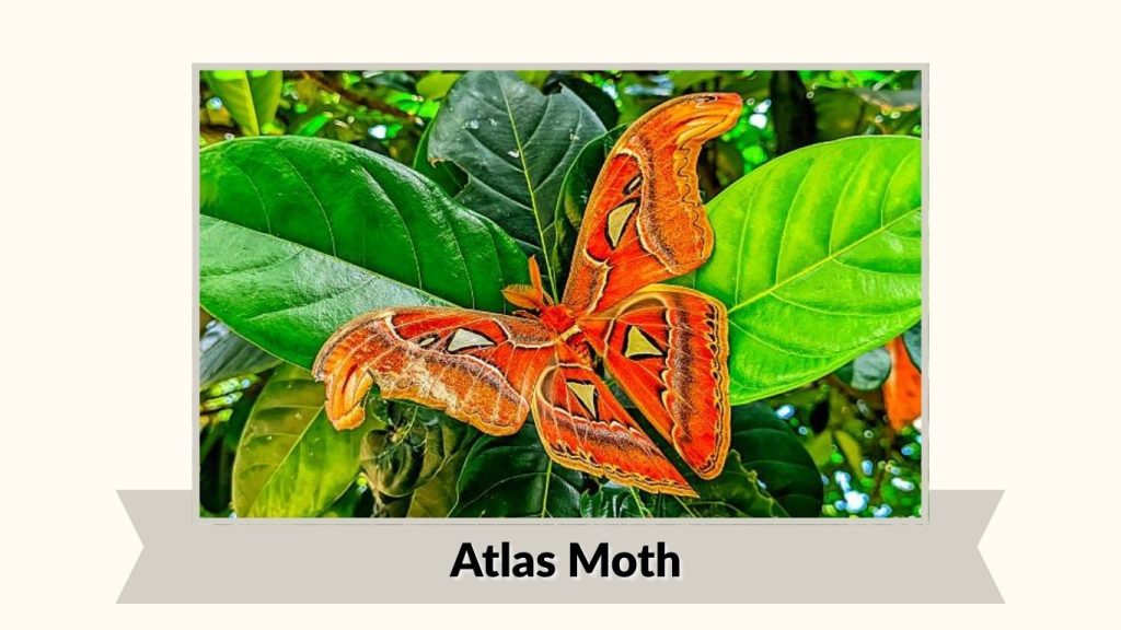  Atlas Moth