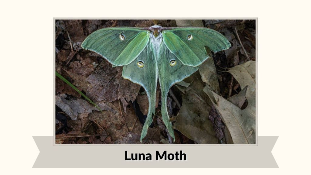 Luna Moth