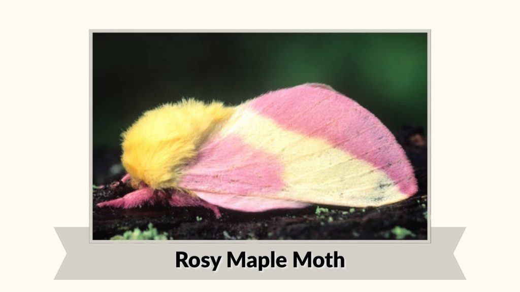 Rosy Maple Moth