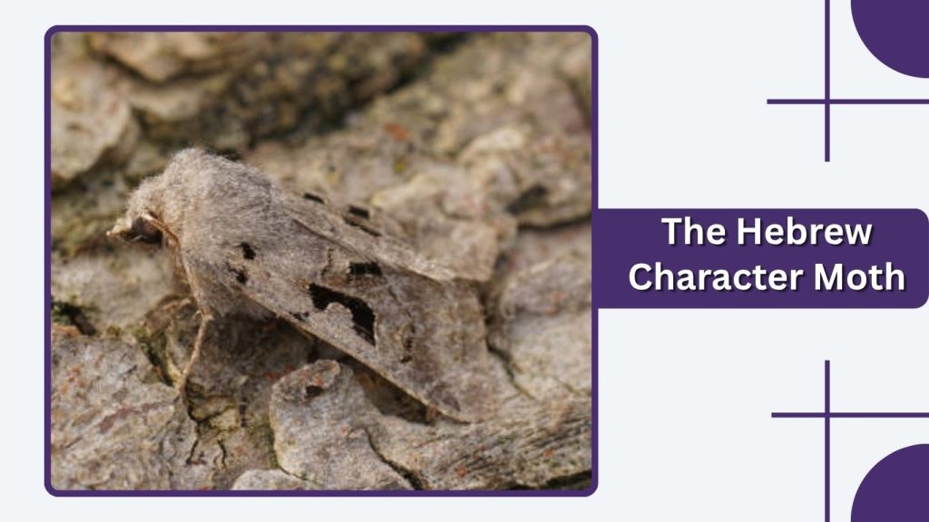 The Hebrew Character Moth