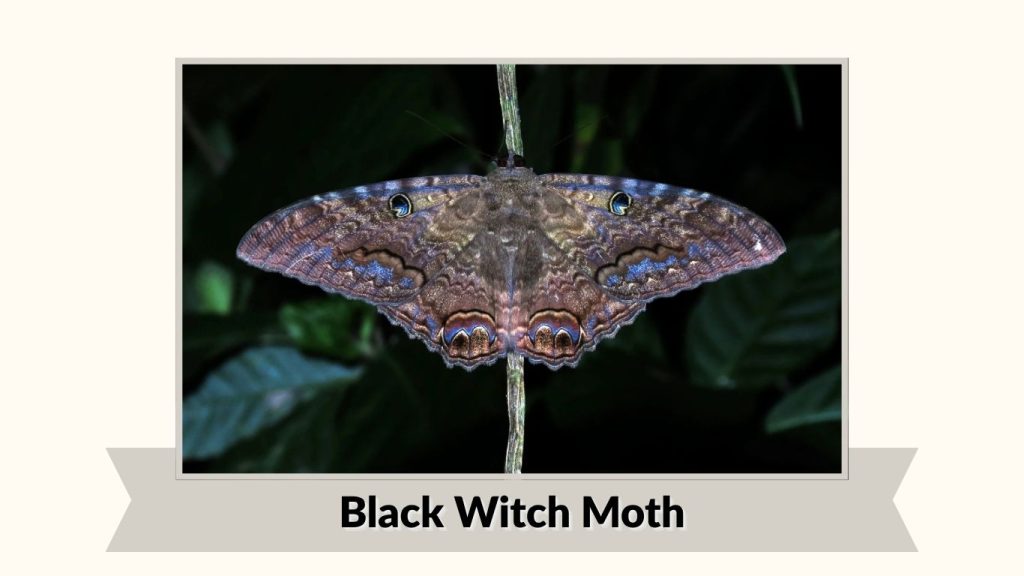 Black Witch Moth