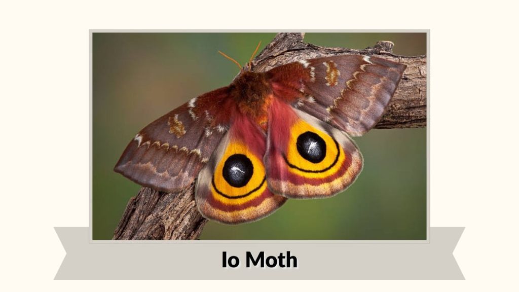 Io Moth