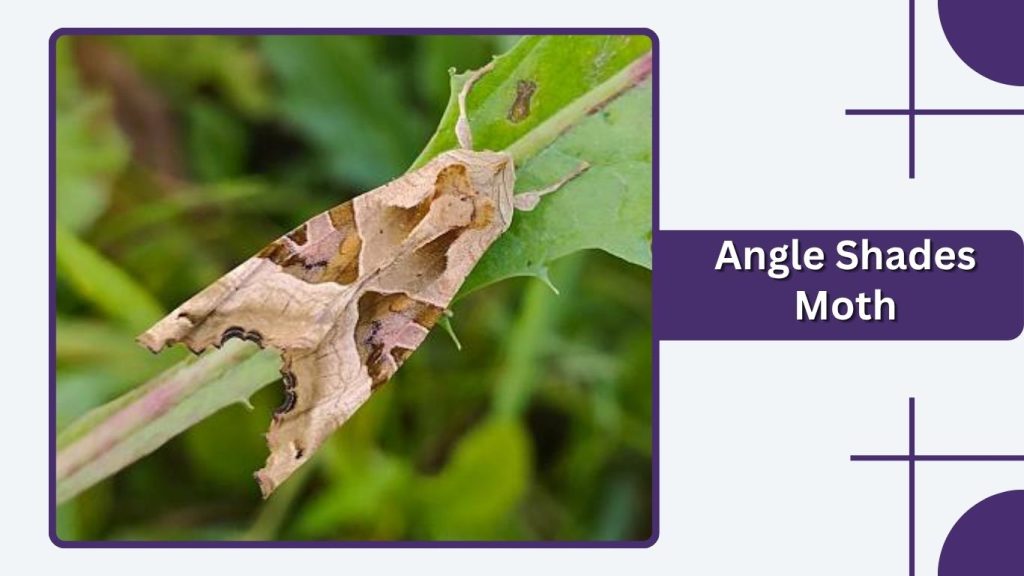 Angle Shades Moth