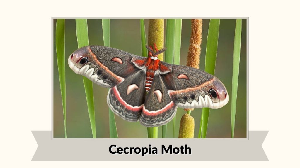 Cecropia Moth