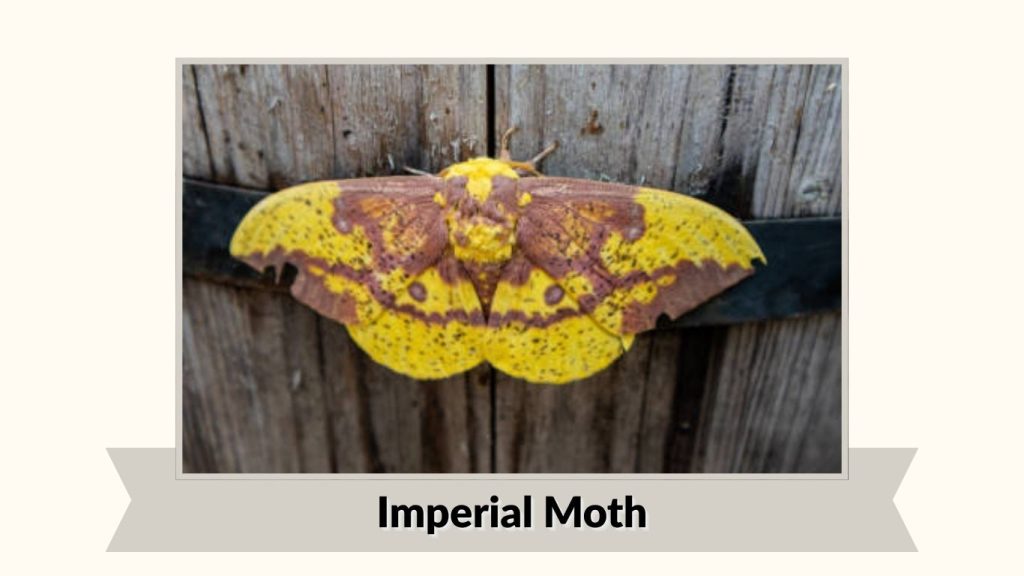 Imperial Moth
