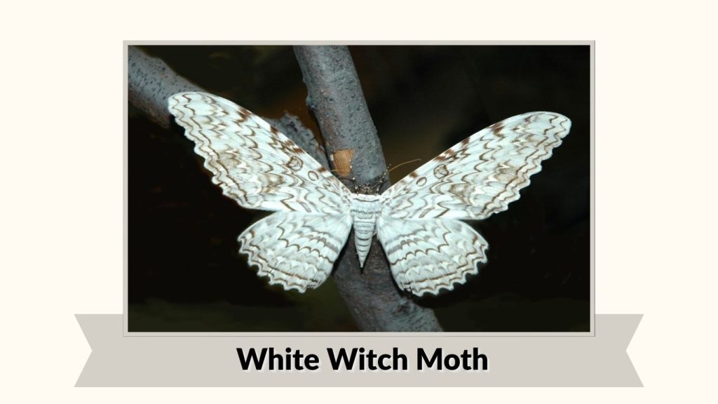  White Witch Moth