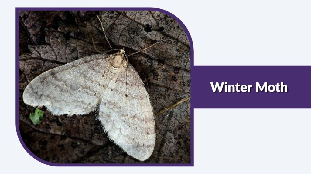 Winter Moth