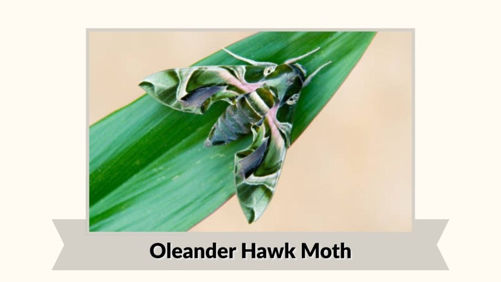 Oleander Hawk Moth