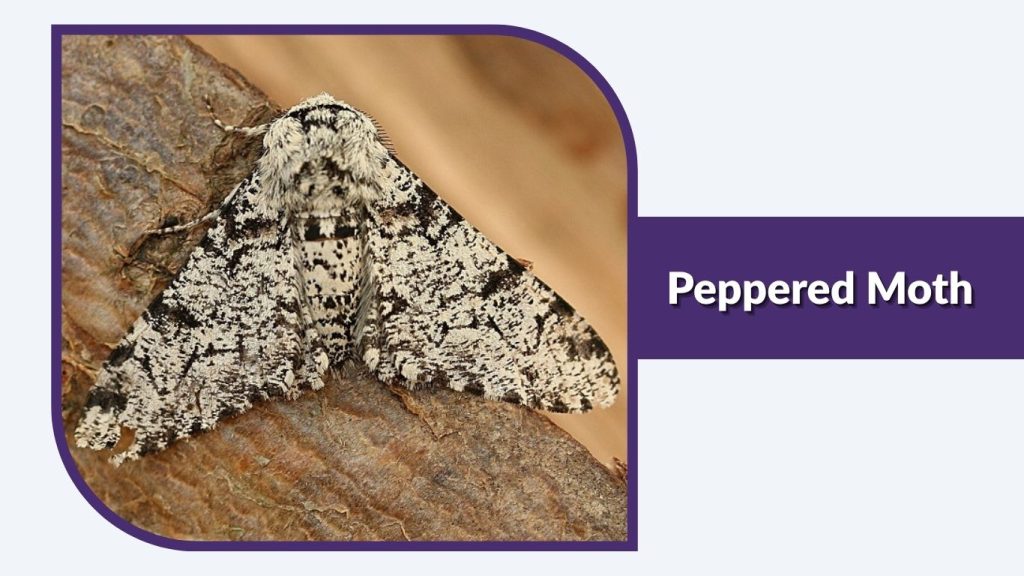 Peppered Moth