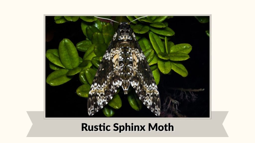 Rustic Sphinx Moth