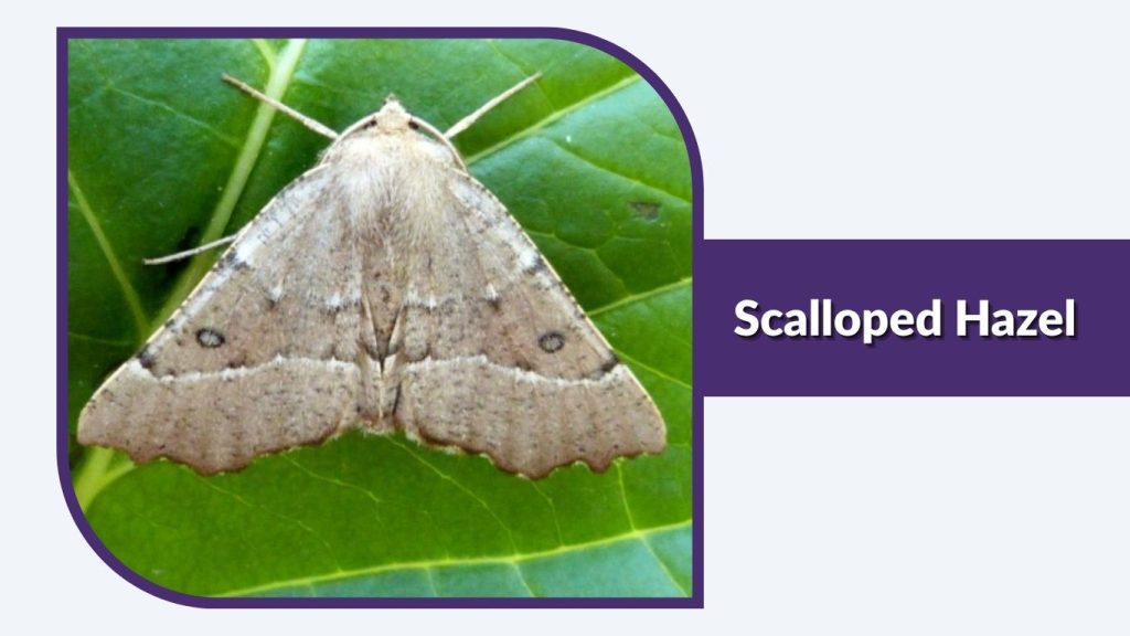 Scalloped Hazel