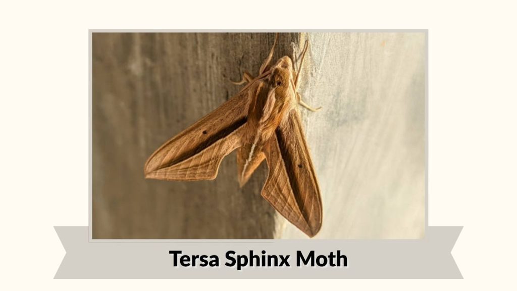 Tersa Sphinx Moth