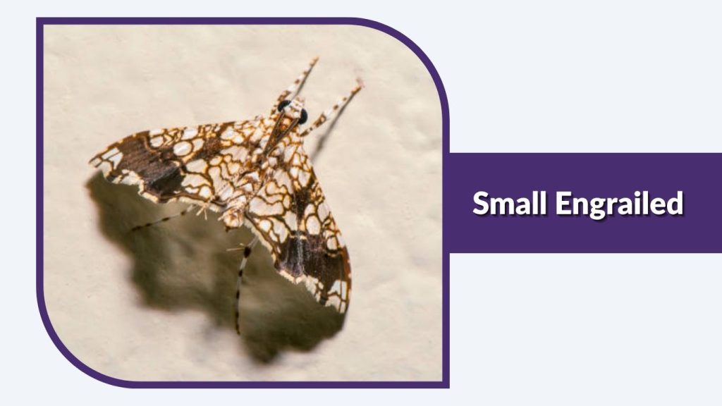 Small Engrailed