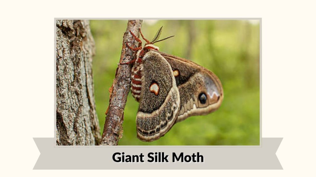 Giant Silk Moth