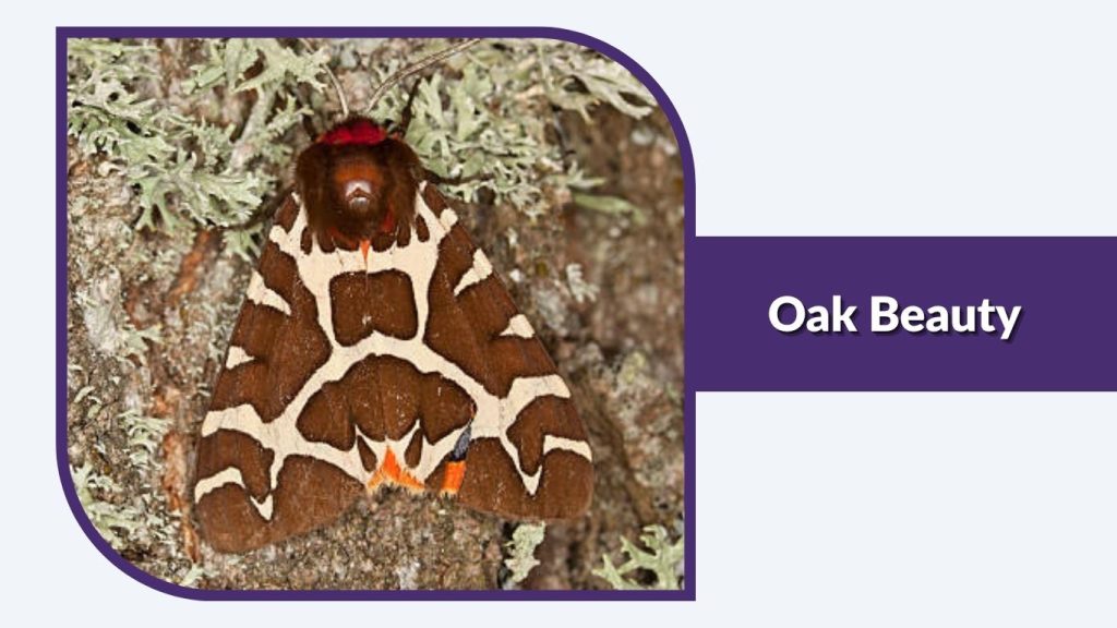 Oak Beauty