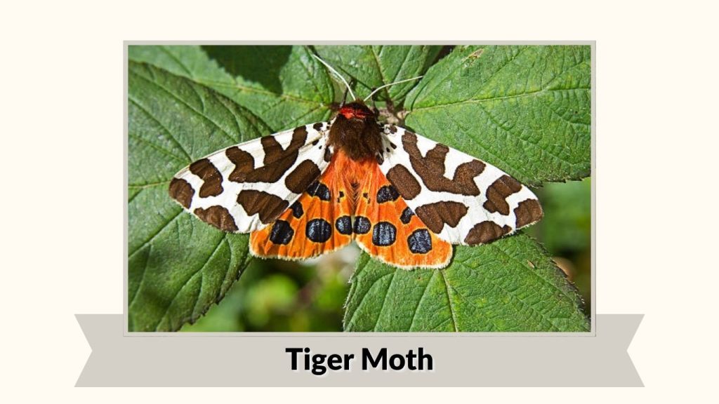 Tiger Moth