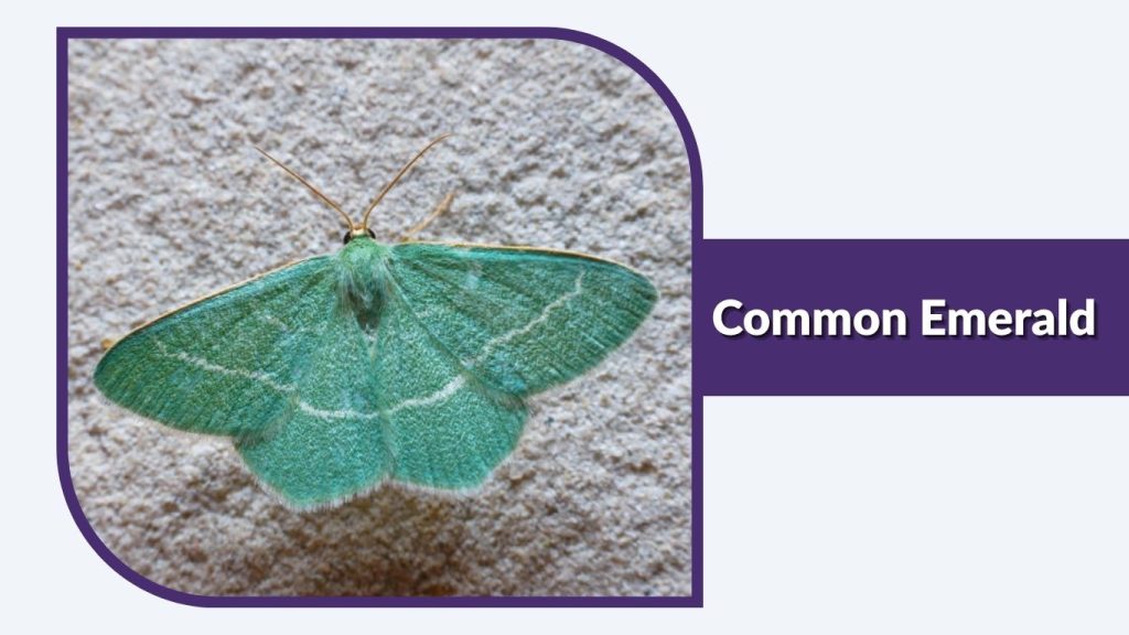 Common Emerald