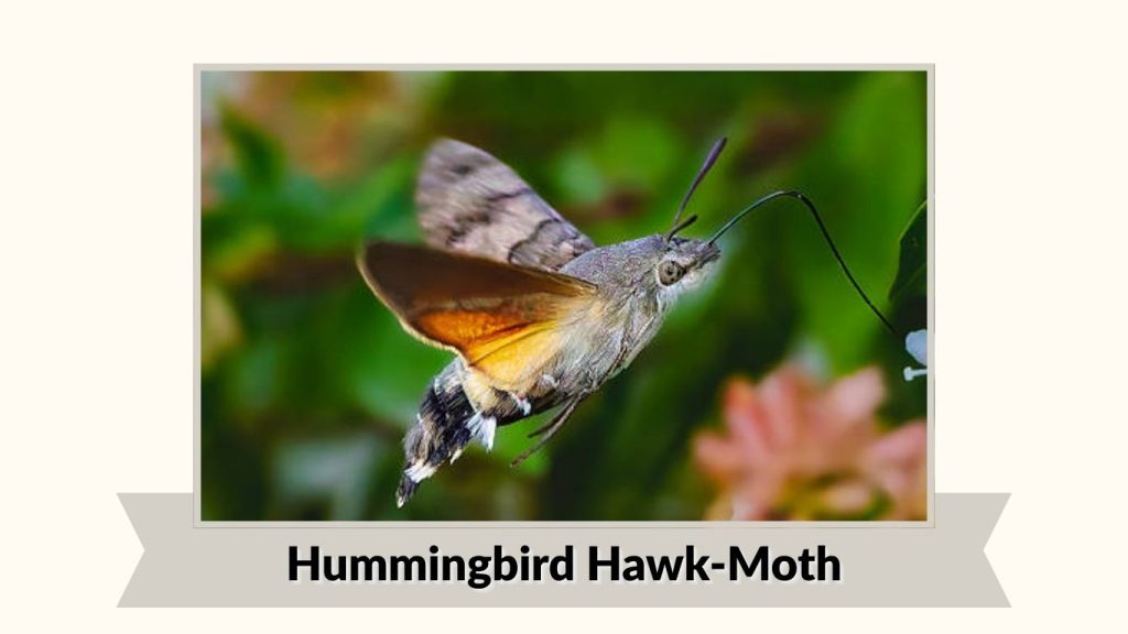 Hummingbird Hawk-Moth