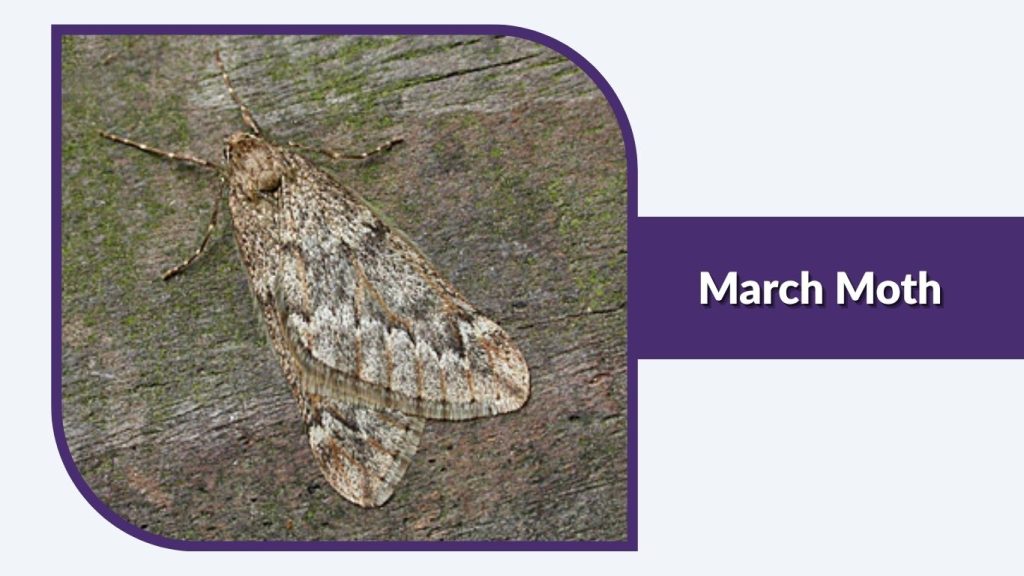March Moth