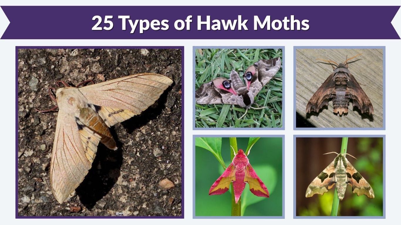 25 Types of Hawk Moths: Different Species Identification & Picture