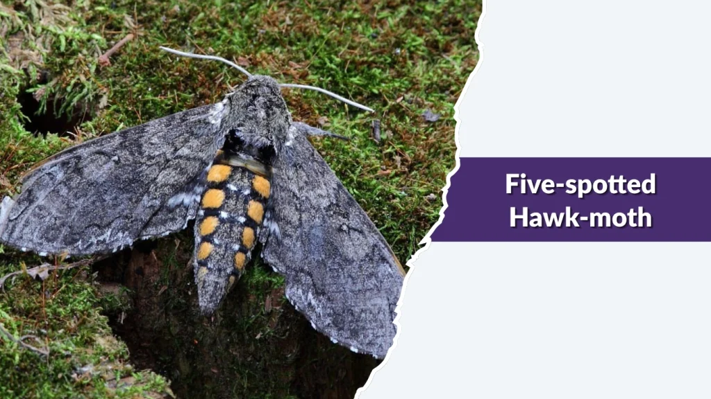 Five-spotted Hawk-moth