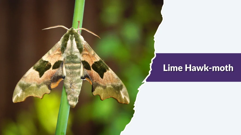 Lime Hawk-moth