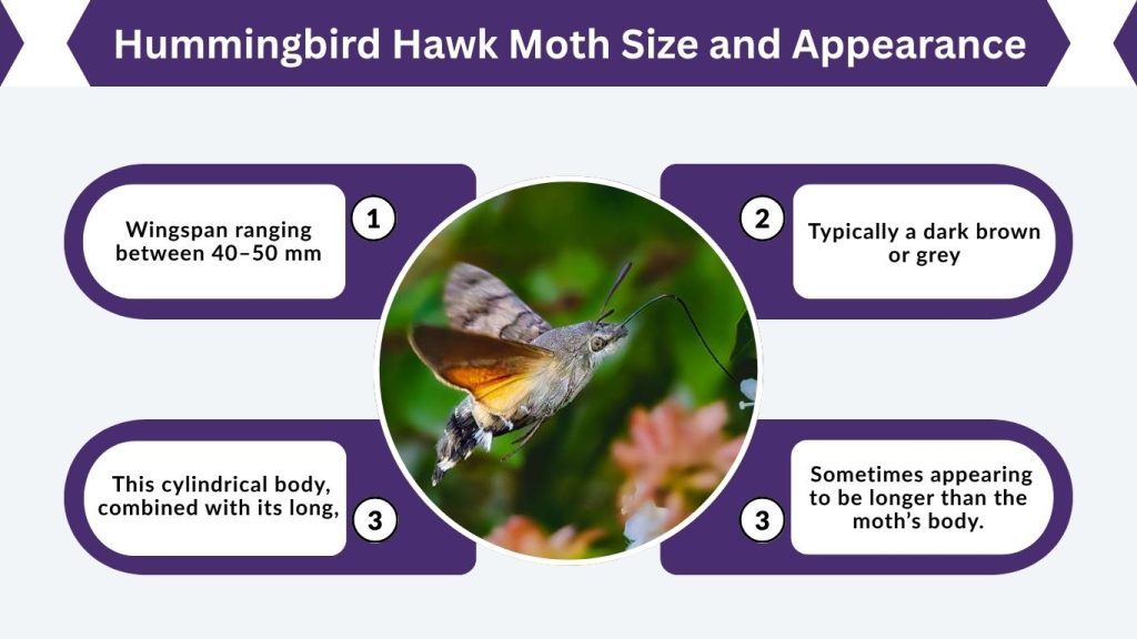 Hummingbird Hawk Moth Size and Appearance