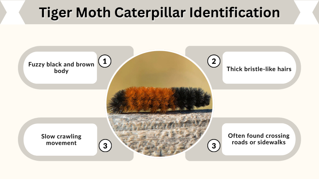 Tiger Moth Caterpillar Identification