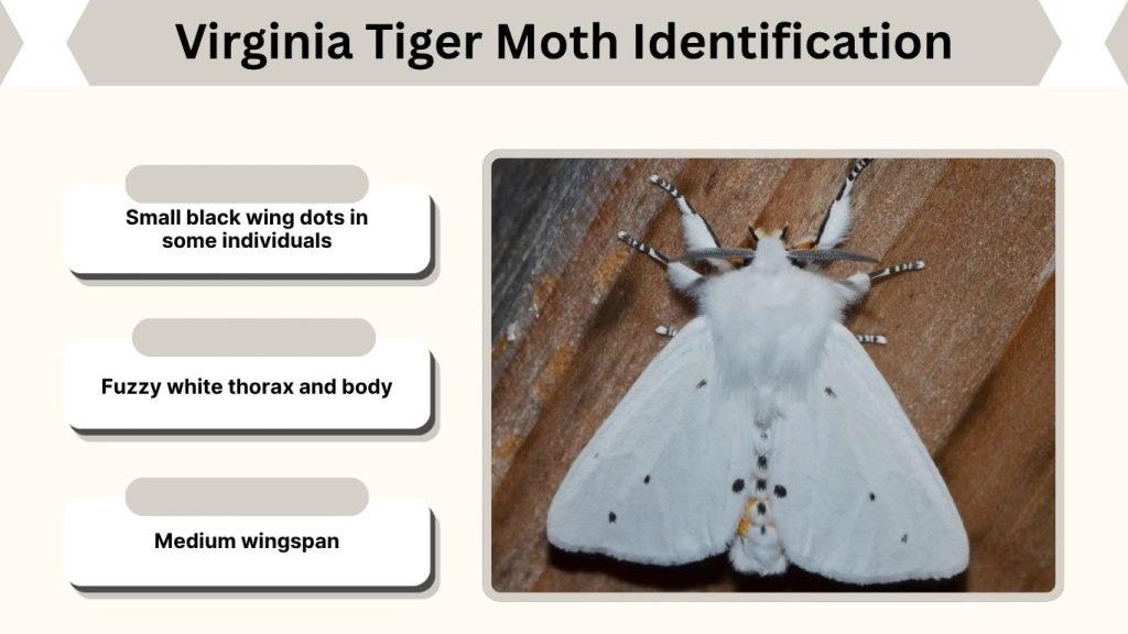Virginia Tiger Moth Identification