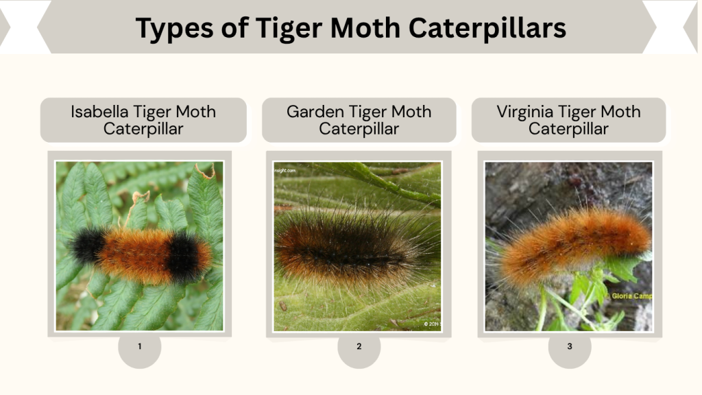 Types of Tiger Moth Caterpillars